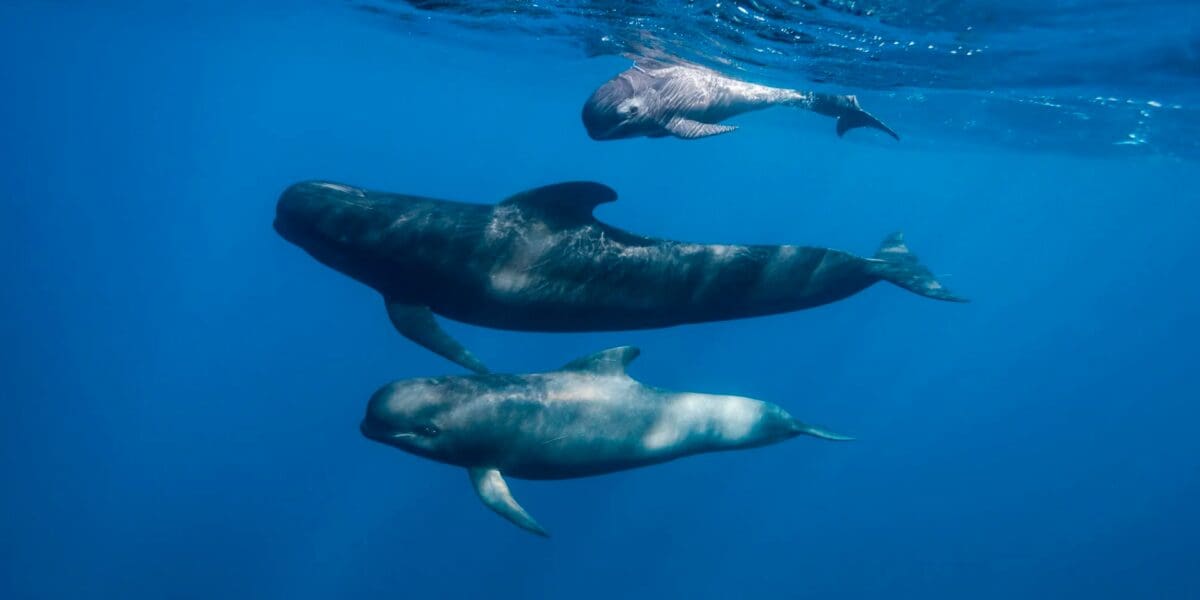 DRNA responde a presencia de ballenas en la costa de Humacao