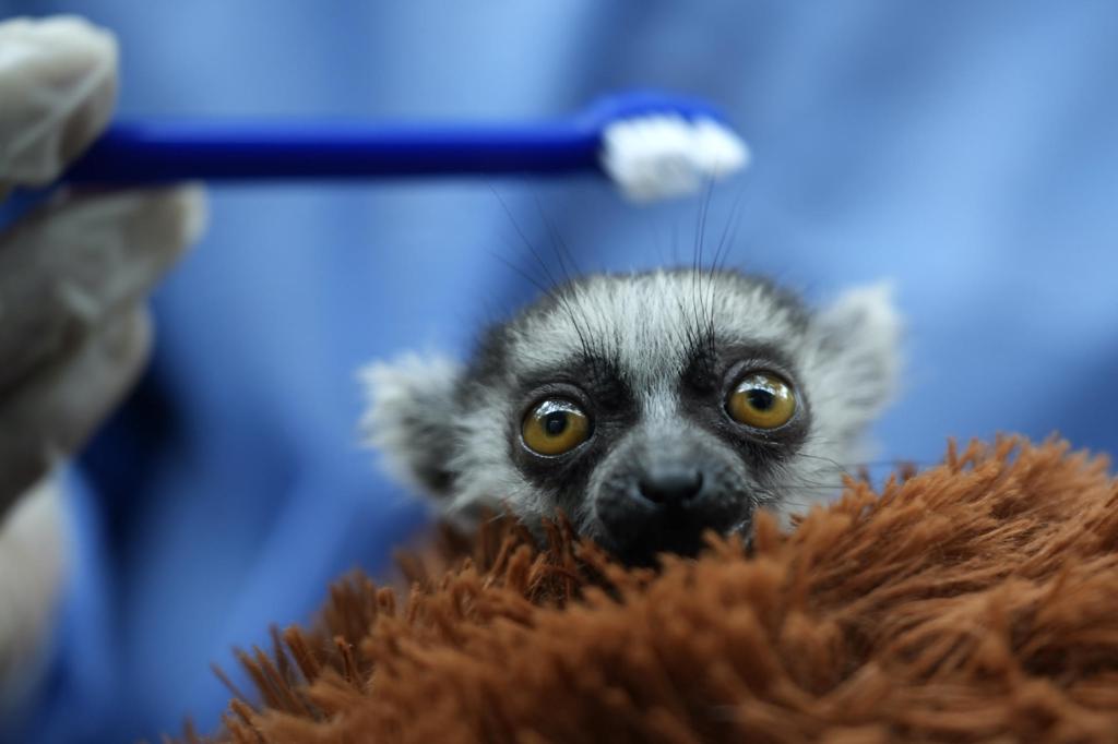 Aferrada a un peluche, una cría de lémur sale adelante en el suroeste de Colombia