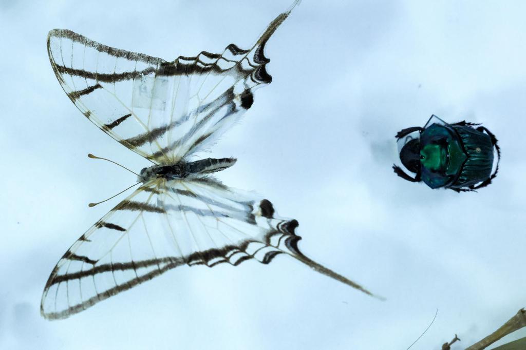 Identifican más de 8.000 potenciales nuevas especies de insectos en Ecuador gracias al ADN