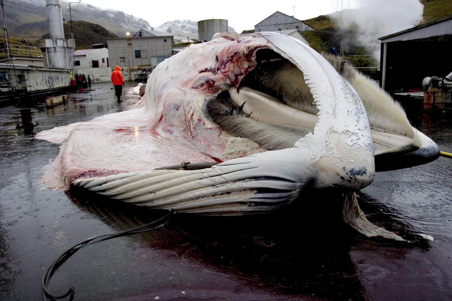 Islandia y su vuelta a la caza de ballenas, unos cetáceos en la Lista Roja de la UICN