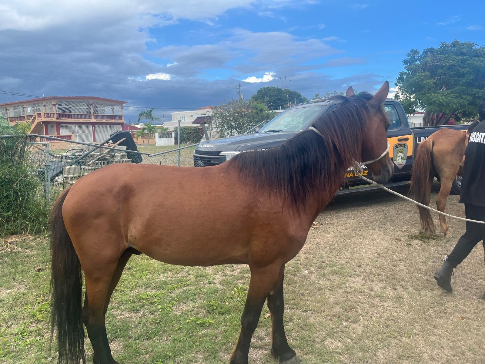 Accidente de tráfico con equino en Arecibo