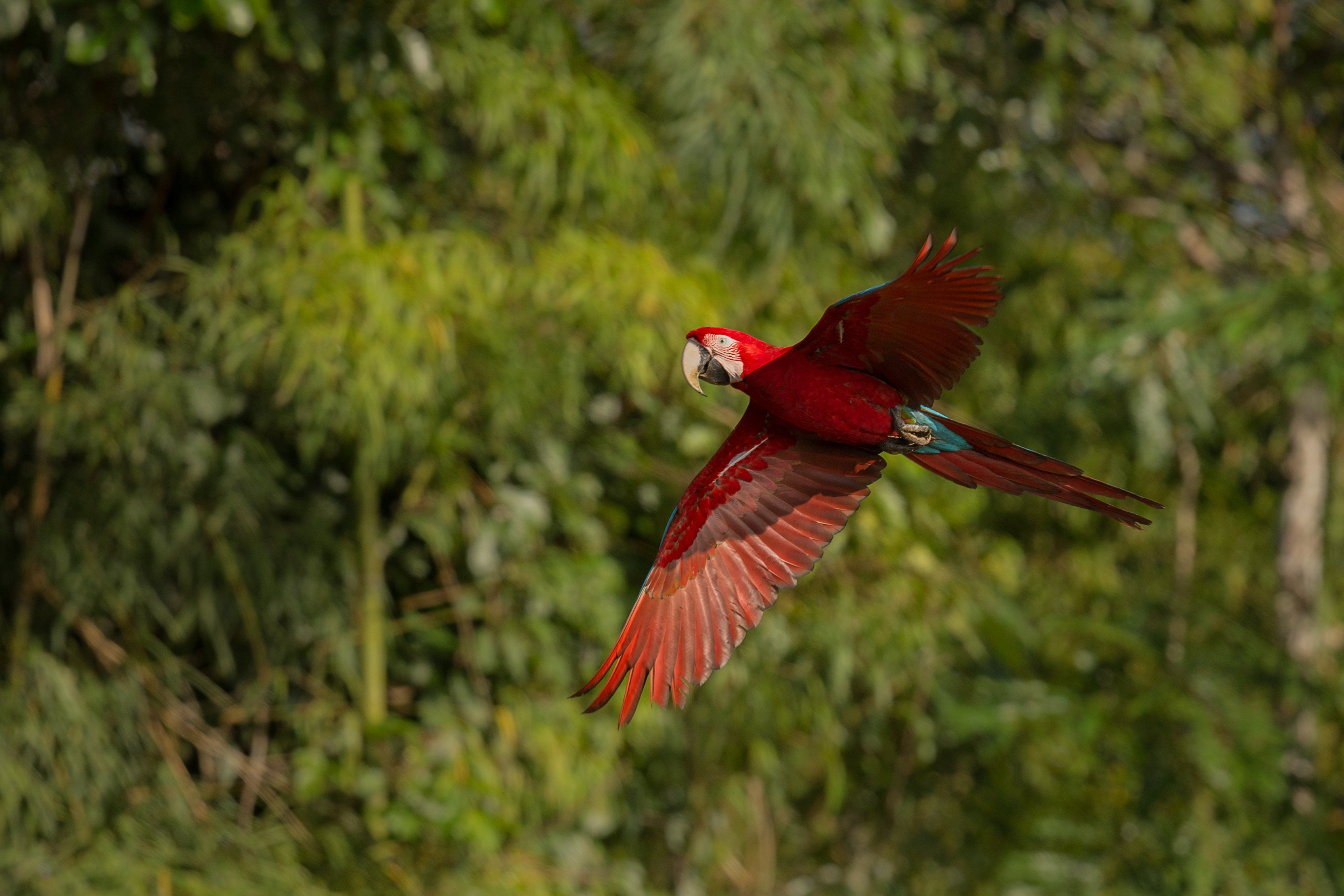 Guacamayo