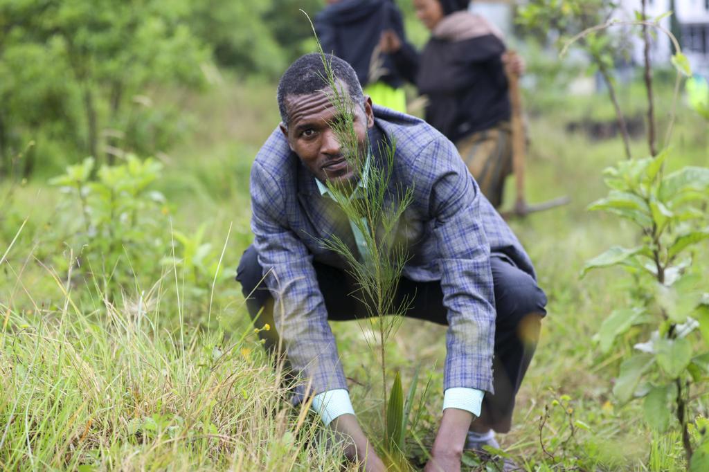 Etiopía busca plantar 800 millones de árboles en un solo día frente al cambio climático