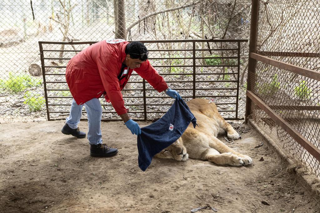 Despliegan operativo para enviar 30 grandes felinos desde Argentina a EE.UU. y Sudáfrica