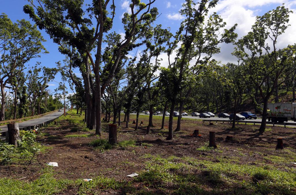 El DRNA obtiene $4.9 millones para sembrar 200,000 árboles nativos en todo Puerto Rico