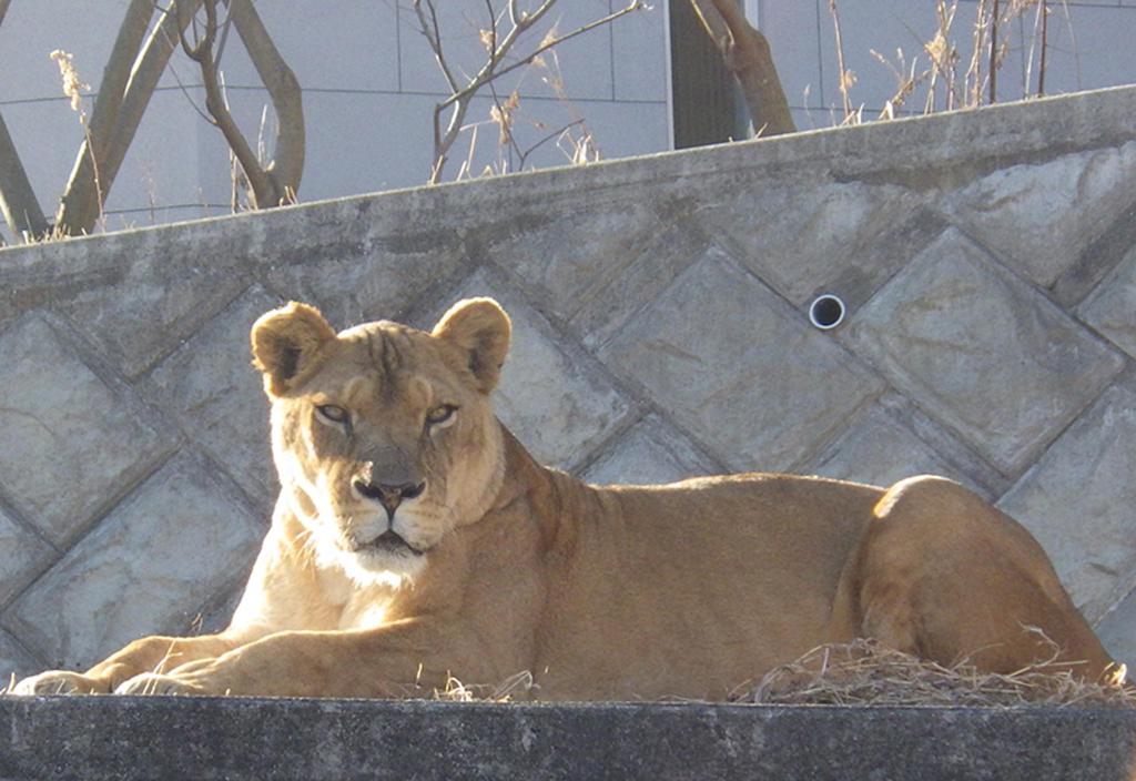 La muerte de tres leonas en un zoo de Japón en medio de altas temperaturas desata críticas