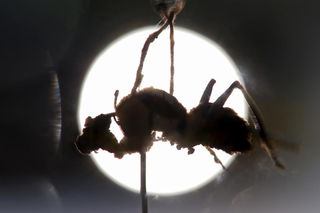 Descubren en México seis “hongos zombis”, uno bautizado en honor a Guillermo del Toro
