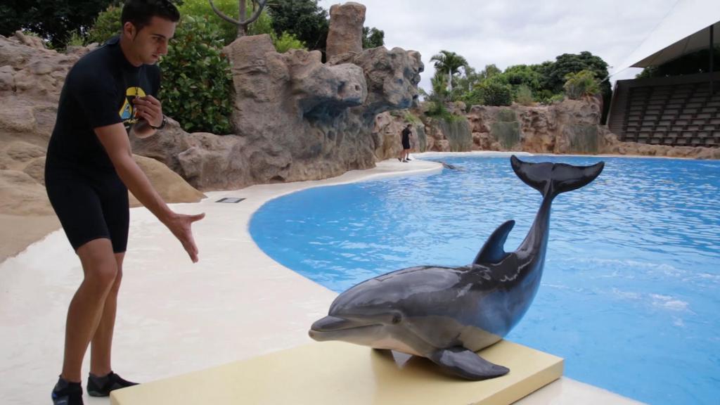 Descartado el plan para devolver a Francia ocho delfines que están acogidos en España
