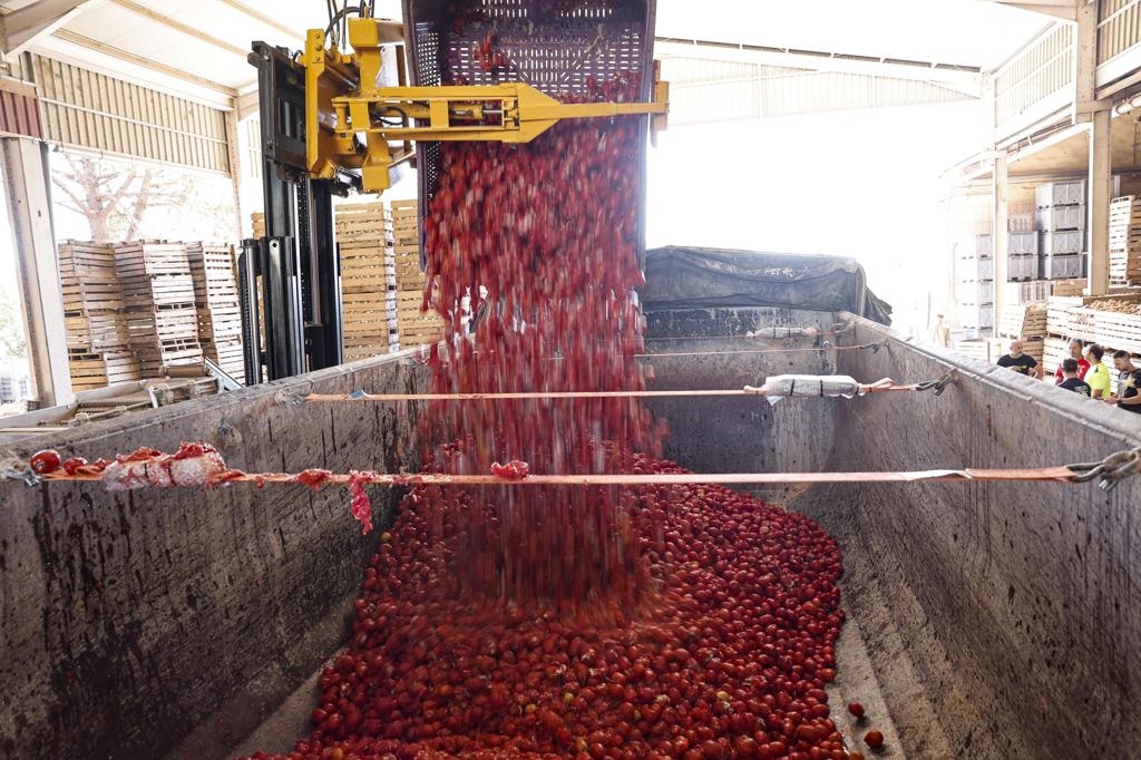 La ‘artillería roja’ ya está cargada en camiones de Buñol para su 79.ª batalla de tomates