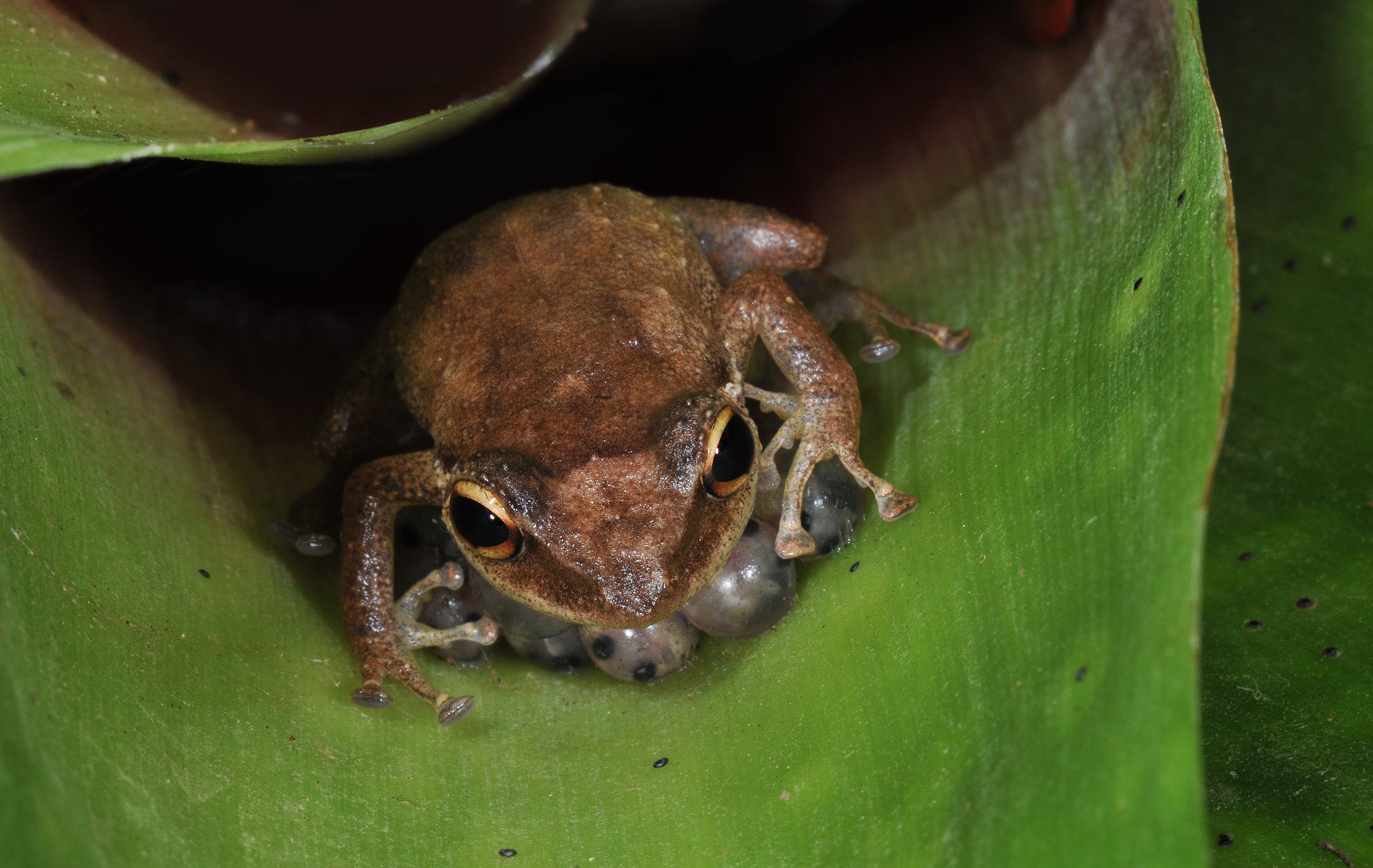 Coqui