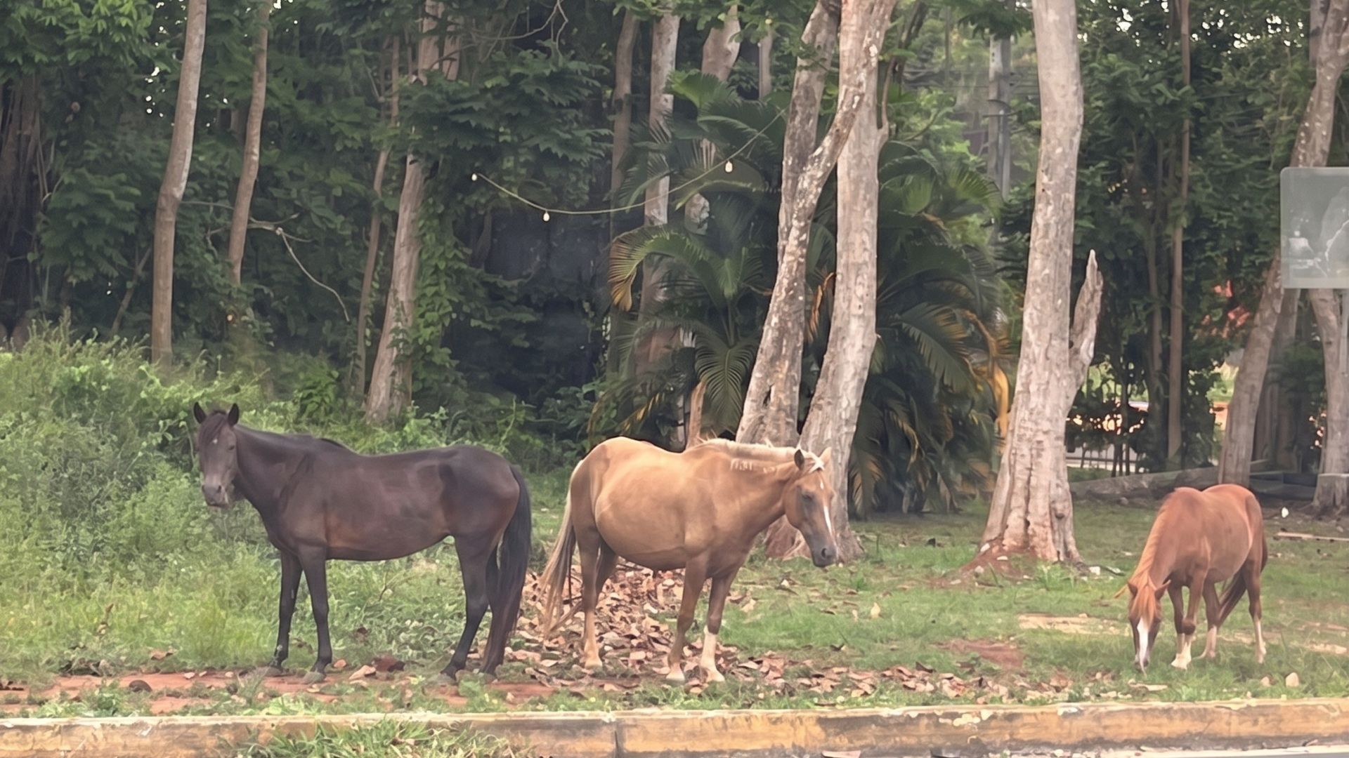Caballos Vega Baja