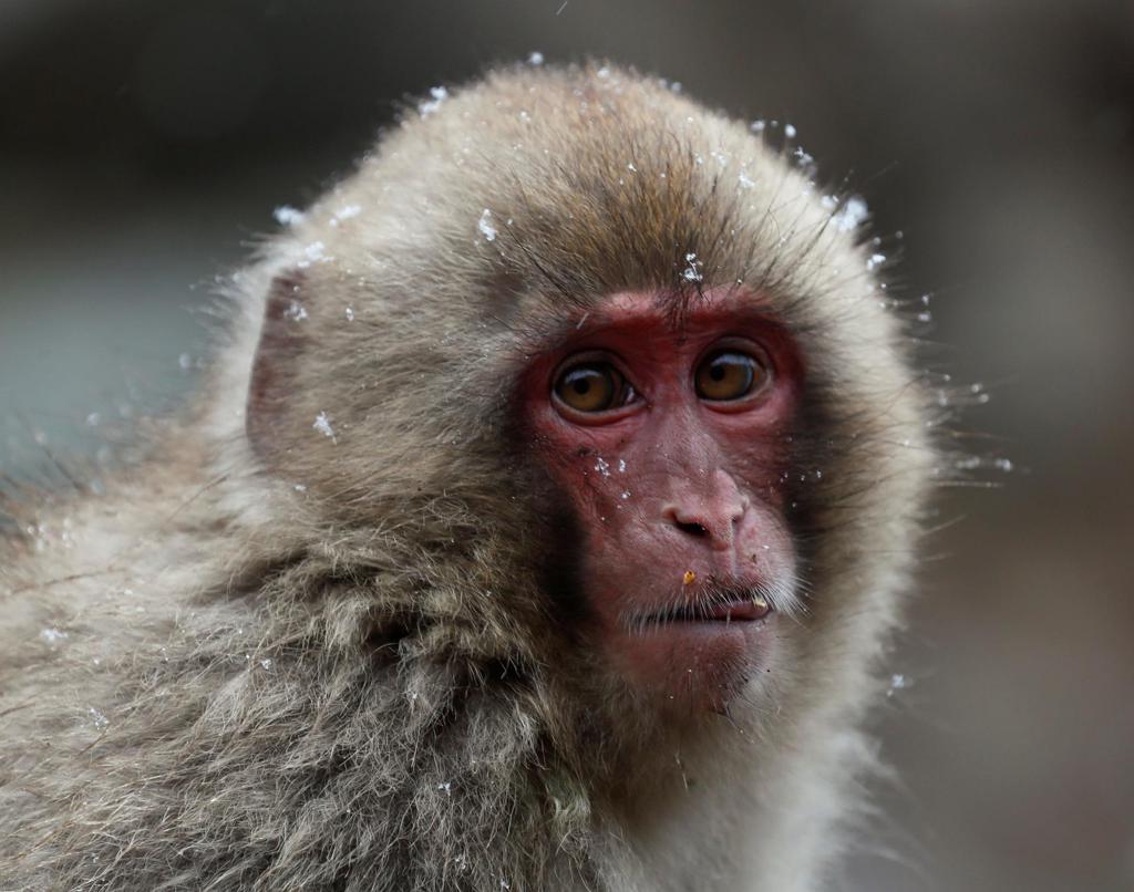 Los macacos comparten con los humanos el recelo hacia las fuentes de infección