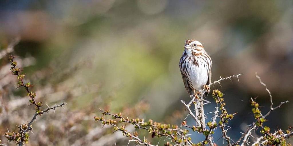 Aves y personas: mismos patrones al hablar y al cantar