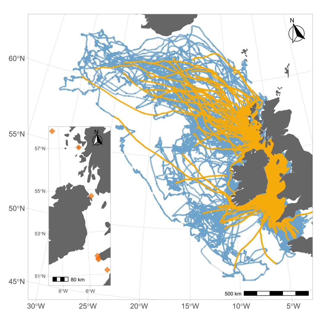 Las aves también sufren 'jet lag' en sus largos viajes migratorios