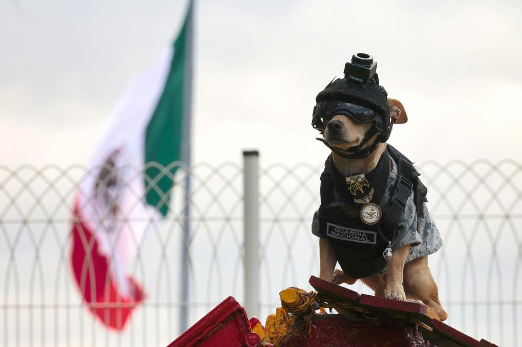Comando Chihuahua: el perro militar de 20 centímetros que conquistó las redes en México