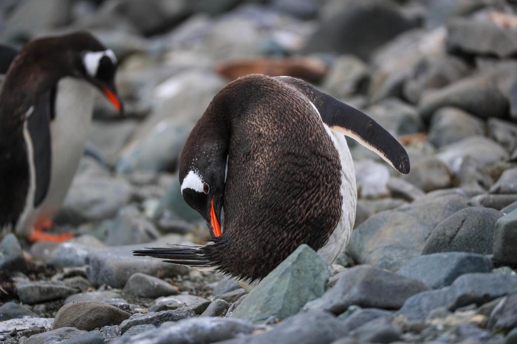 Los excrementos de las colonias de pingüinos antárticos, fuente de emisión de gas metano