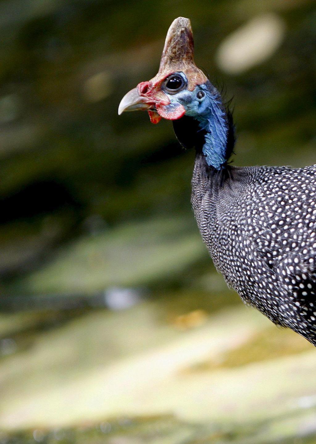 Confirman casos de gripe aviar en patos y gallinas de Guinea en Puerto Rico
